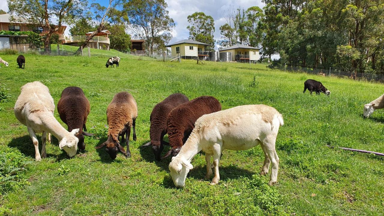 Blueberry Hills On Comleroy Farmstay - Self-Contained Cottages Kurrajong المظهر الخارجي الصورة