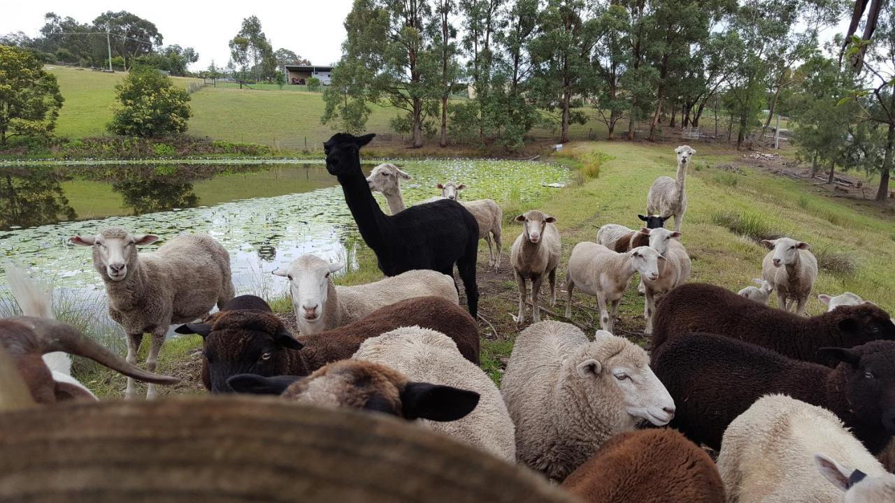 Blueberry Hills On Comleroy Farmstay - Self-Contained Cottages Kurrajong المظهر الخارجي الصورة